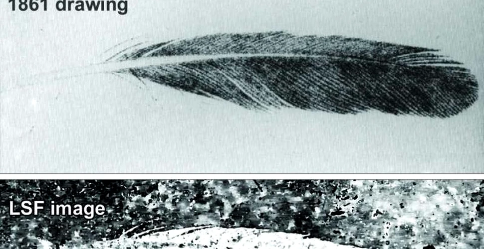 Misterul vechi de 150 de ani, al unei pene fosilizate, a fost rezolvat