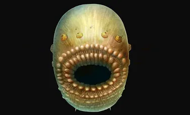 Cercetătorii au descoperit o creatură bizară care este unul dintre cei mai vechi strămoşi ai omului. Are o gură mare, dar nu are dos