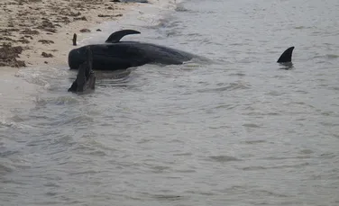O balenă a murit după ce a ingerat 80 de pungi din plastic. ”Este o problemă uriaşă”