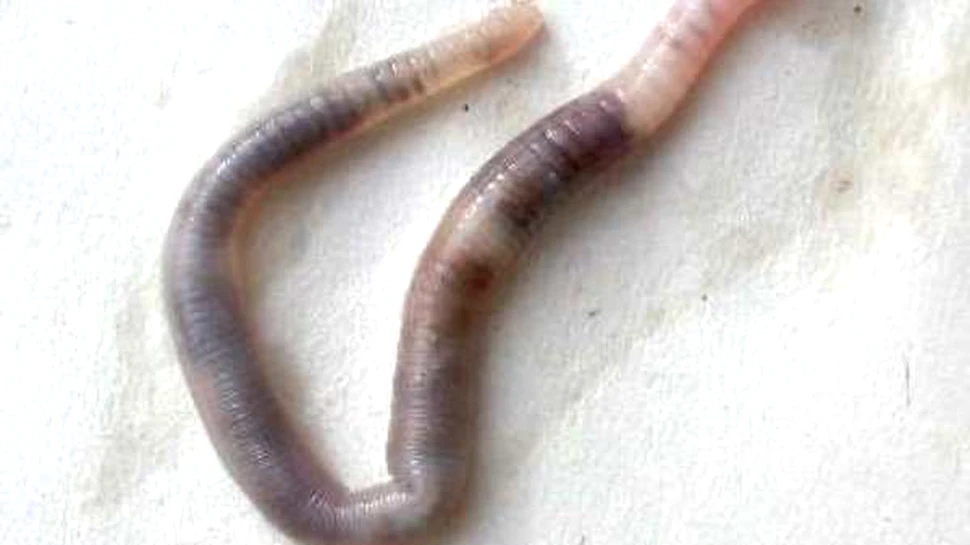 Viermii ne invata sa traim mult si sanatos