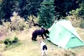 O ursoaică a distrus cortul unui turist, în Munții Bucegi, deși oamenii au aruncat cu petarde