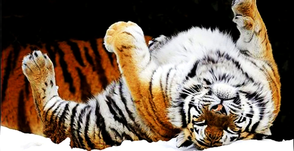 Tigru siberian – animal non grata in Pakistan