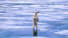 Un meteorolog aduce vești triste despre urșii polari din Arctica