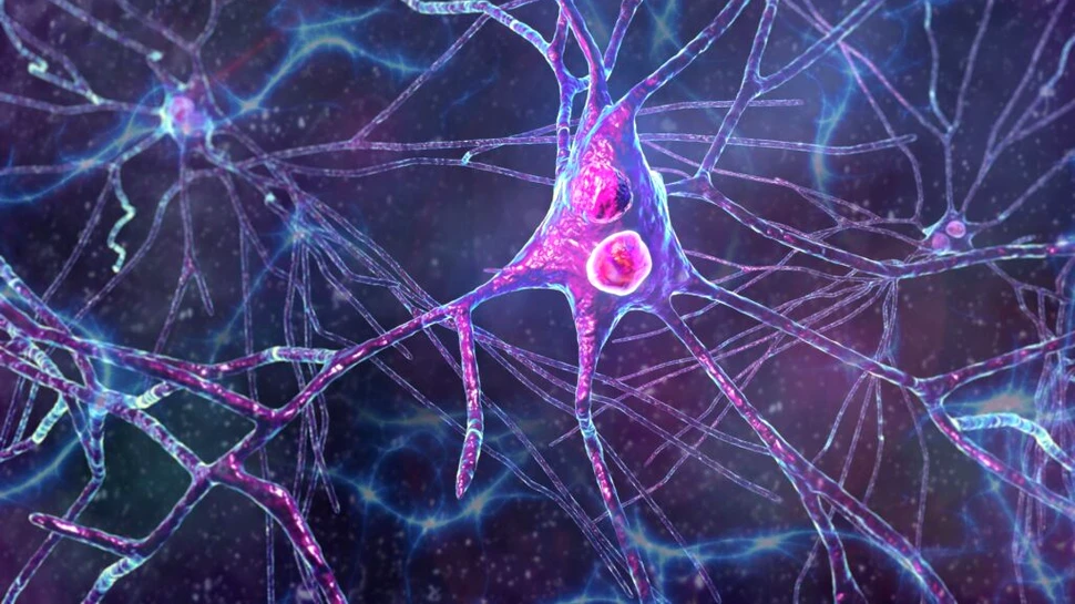 Țesut cerebral uman a fost transplantat la șoareci. Experimentul, condus de un român