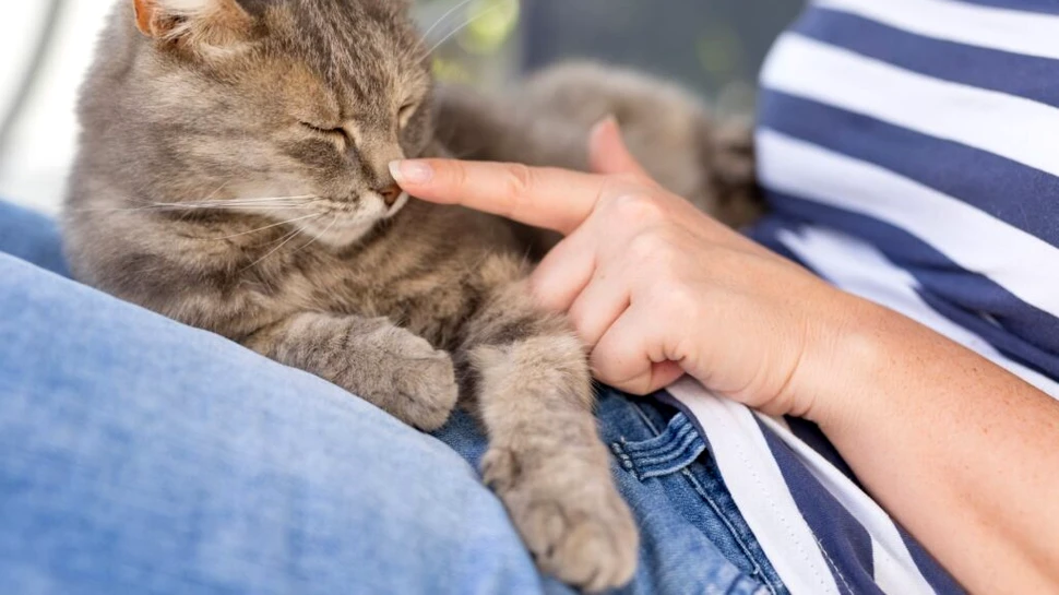 Test de cultură generală. De ce animalelor le place să fie mângâiate?