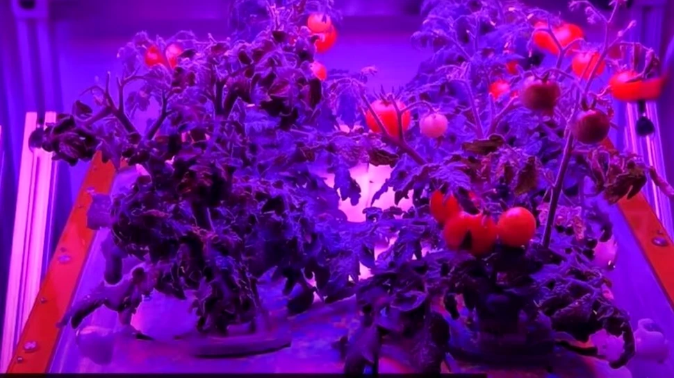 Noi experimente pe ISS includ microbii mâncători de plastic, roșii în microgravitație și bacterii de iaurt