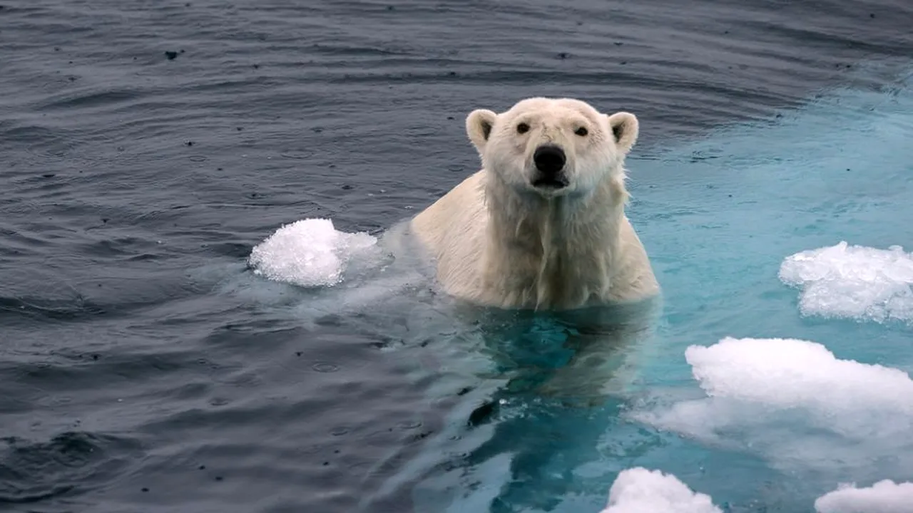 1-urs-polar-16-ian-2020-shutterstock-702251362-descopera 