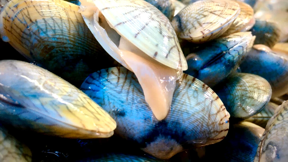 Oamenii de știință au creat Tinder pentru speciile de scoici amenințate