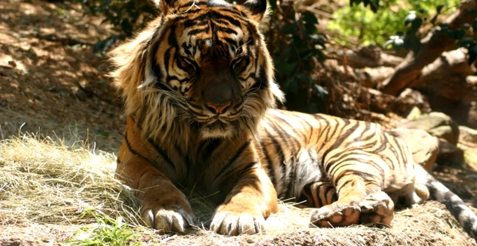 Mafia Tigrilor ameninta sa ucida ultimii tigri din lume