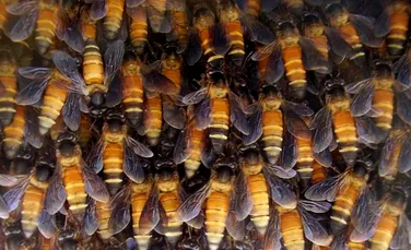 Albinele: ultimul obstacol în faţa huliganilor