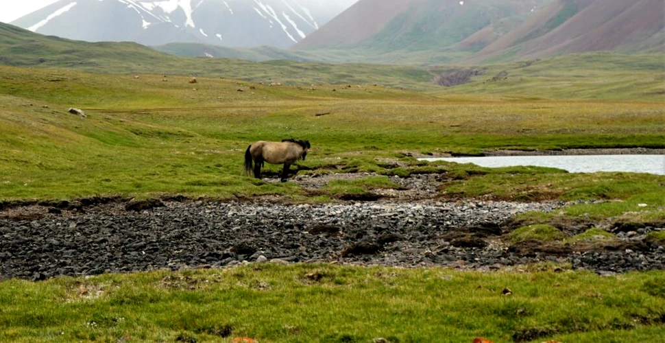Tundra siberiană ar putea dispărea până la mijlocul acestui mileniu