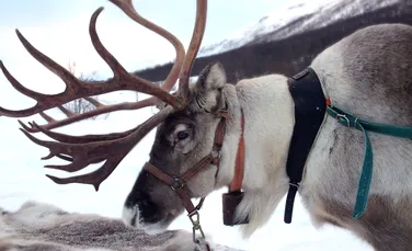 Moş Crăciun ar putea rămâne fără reni. Populaţia de animale de la Polul Nord s-a înjumătăţit