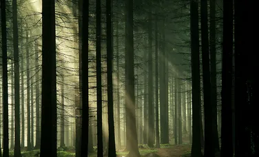 Ce se află în pădurea Baciu? Primul film despre fenomenele paranormale din pădurea bântuită din România – VIDEO