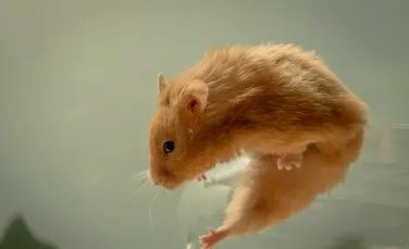 Șobolanii fac mici salturi de bucurie atunci când văd că alți șobolani sunt gâdilați