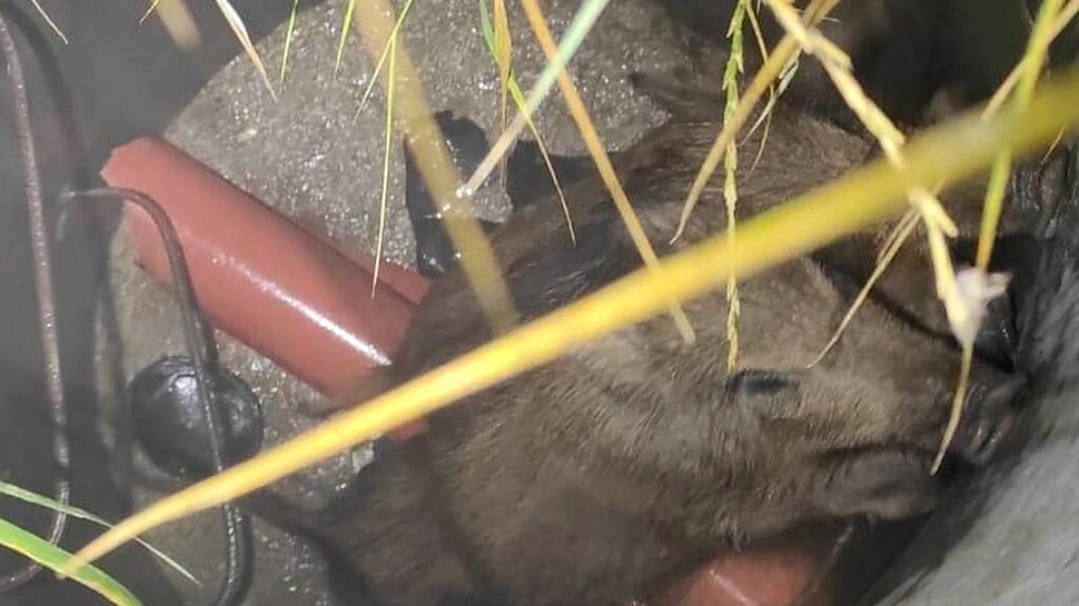 Doi pui de mistreț, salvați dintr-un canal din Cluj-Napoca
