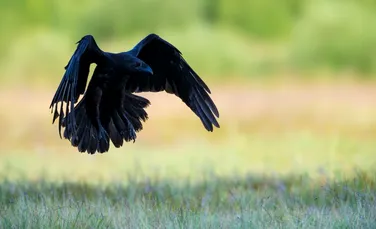 RAVEN, robotul-pasăre care zboară, face salturi și merge pe sol