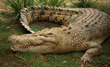 Fosila de crocodil veche de 80 de milioane de ani