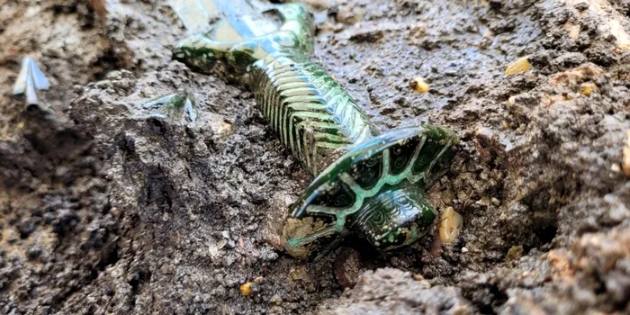 O sabie găsită într-un mormânt din Epoca Bronzului din Germania încă mai strălucește