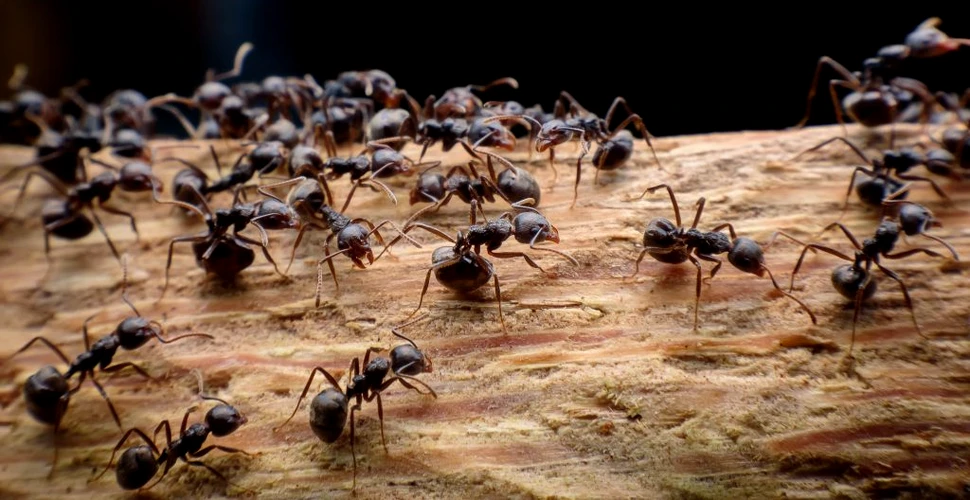 Originile misterioase ale parazitismului social la furnici. L-au nedumerit chiar și pe Charles Darwin