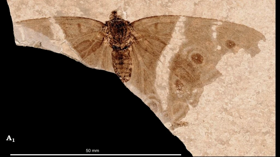 Cercetătorii au descoperit ruda antică a fluturelui Împărat violet