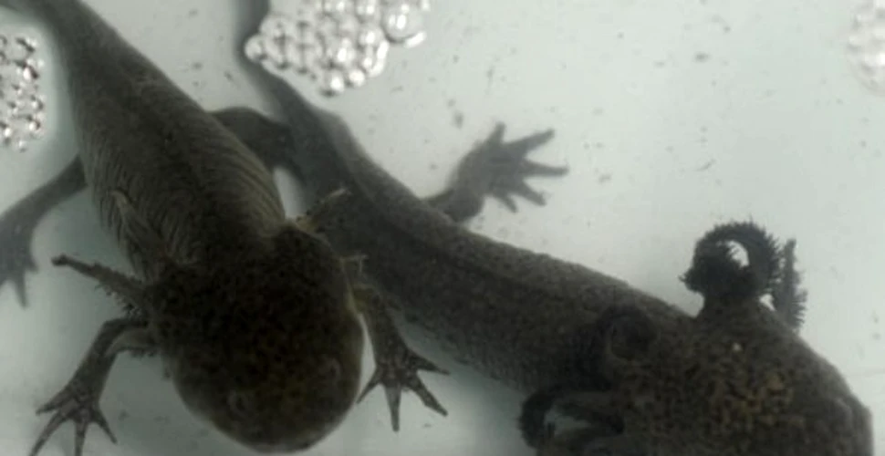 Secretul regenerarii este detinut de o salamandra