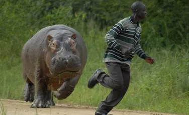 Cum scapi de un hipopotam furios ?