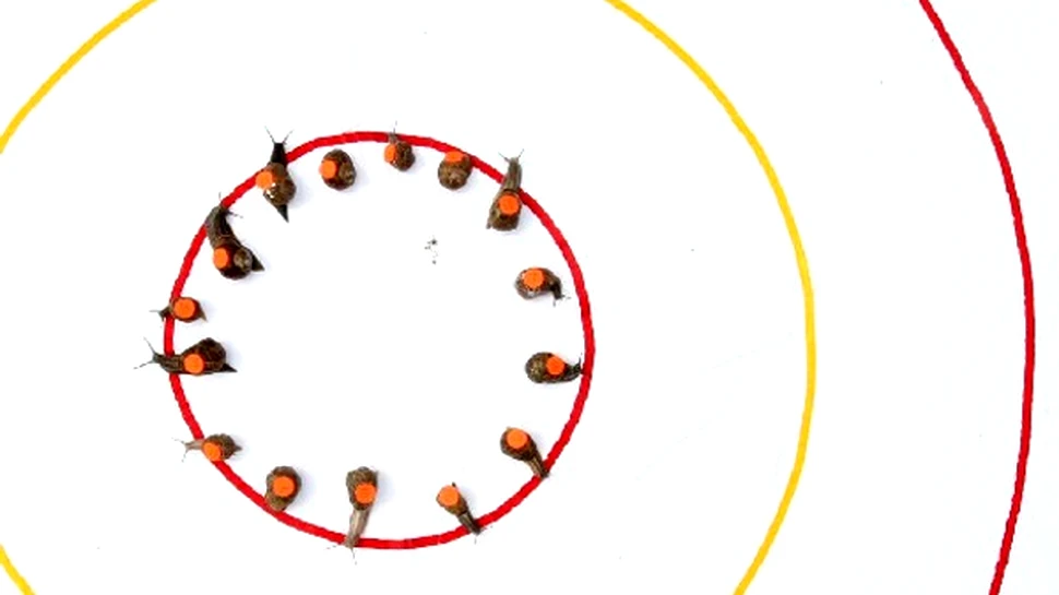 Campionatul mondial de melci viteza