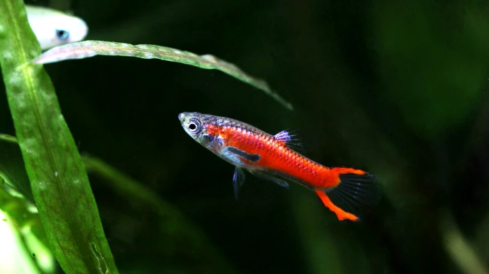 Poluarea cu antidepresive: cea mai nouă problemă care afectează peștii de pretutindeni