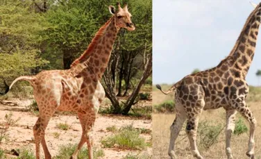 Girafe pitice, găsite pentru prima dată în sălbăticie