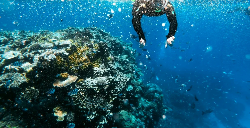 Recuperarea Marii Bariere de Corali ar putea deveni imposibilă. Ecosistemul se va schimba semnificativ