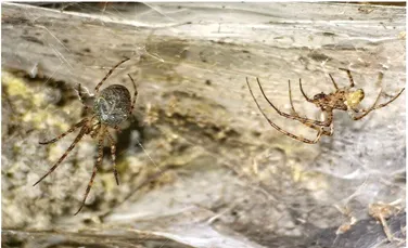 Cea mai mare pânză de păianjen din lume a fost găsită într-o peșteră europeană