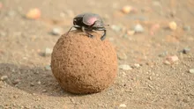 Gândacii de bălegar își fac adăposturi mai adânci pentru a scăpa de schimbările climatice