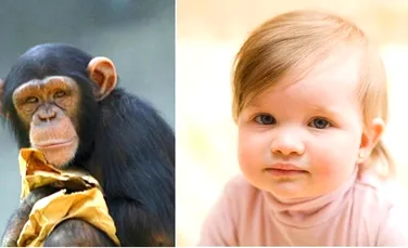 Ce învăţăm de la maimuţe şi de la copiii mici în privinţa limbajului?