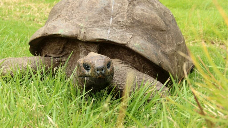 Jonathan are 194 de ani. Ce au descoperit cercetătorii în ADN-ul celui mai bătrân animal terestru cunoscut