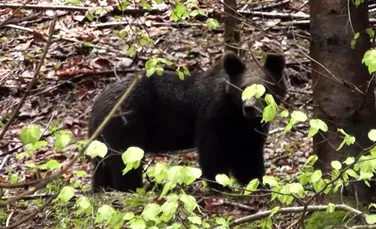 Întâlnire cu un urs în inima pădurii. Un angajat Romsilva a filmat momentul