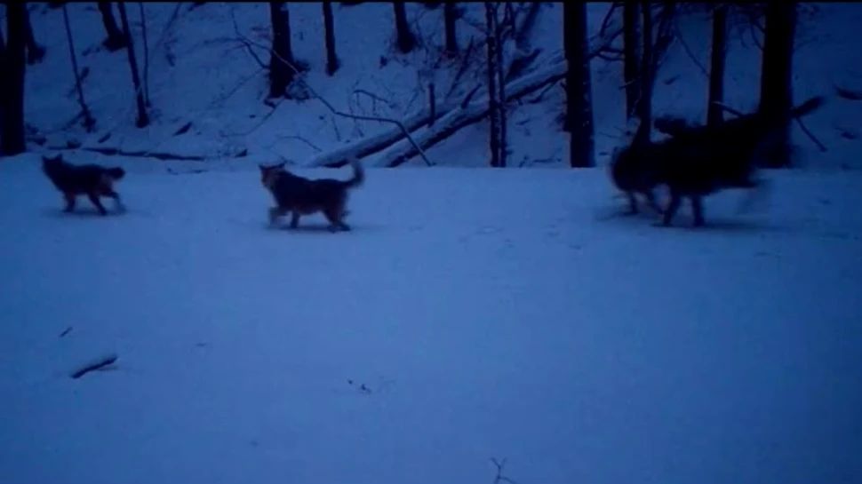 Ce se întâmplă când mai mulţi lupi, prădători eficienţi, se adună în zăpadă? Imagini filmate într-o pădure din România