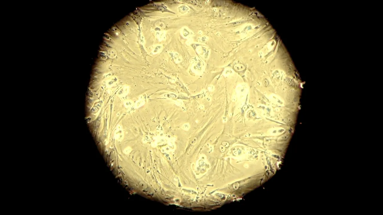 1-celule-embrionice-stem 