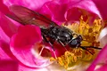 O insectă mică, dar cu un apetit mare, transformă deșeurile în îngrășământ