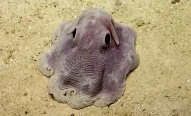 Cum arată caracatiţa „Dumbo”, noul animal-vedetă