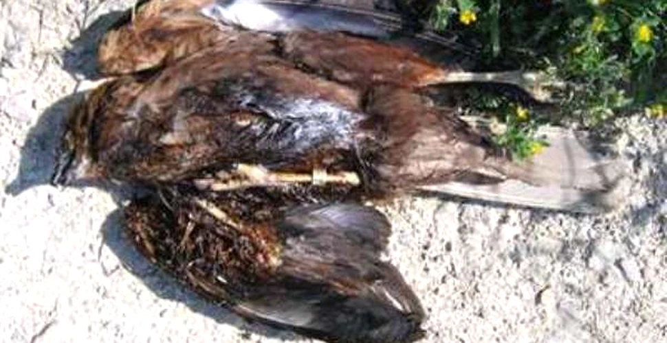 Masacrul pasarilor din Malta este condamnat international