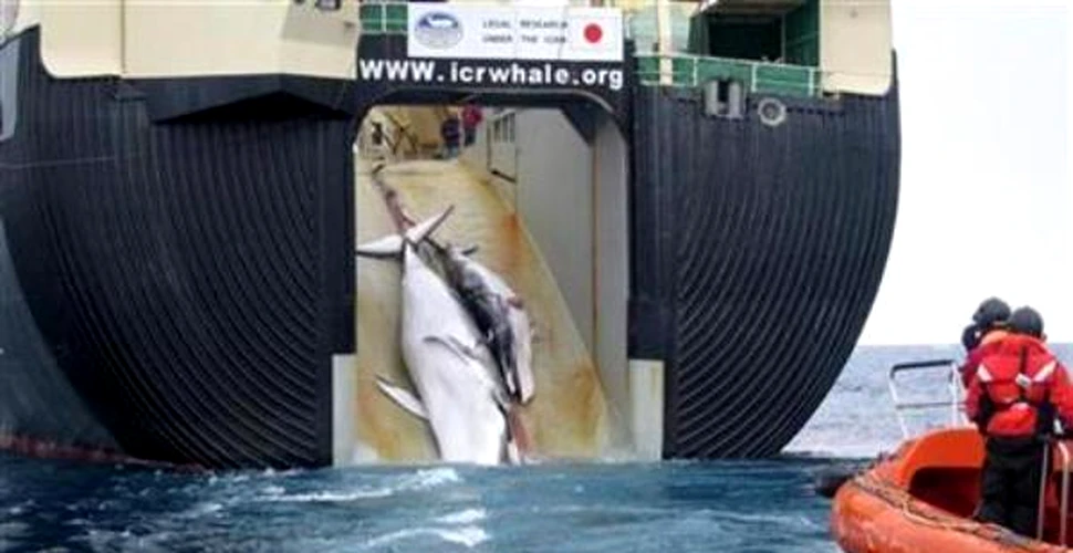 Japonia a ucis “numai” 680 de balene antarctice