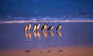 Paradă record a celor mai mici pinguini din lume, pe o plajă din Australia
