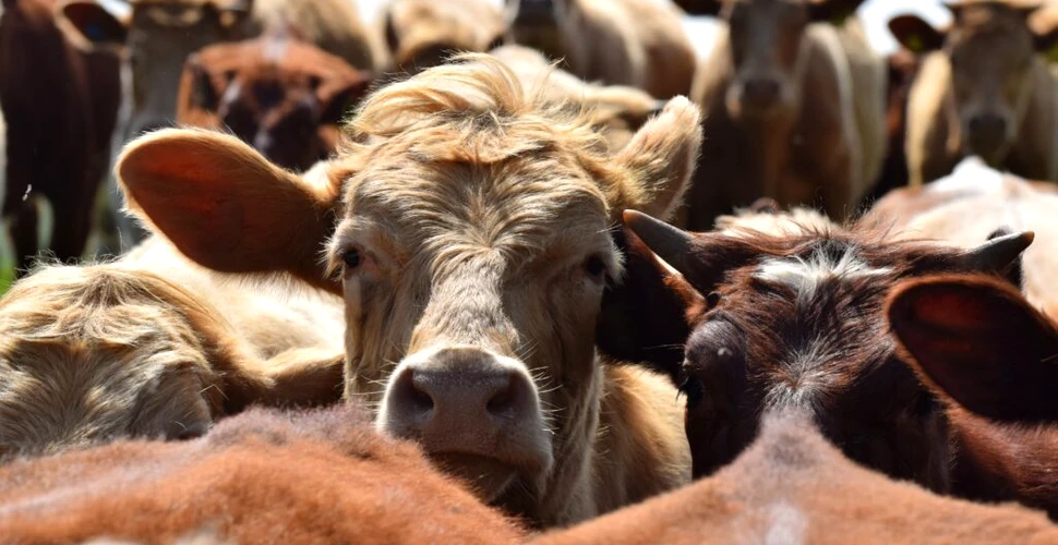 Vacile hrănite cu alge ar putea ajuta la reducerea emisiilor de metan