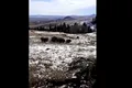 Imagini rare cu întâlnirea a două turme de zimbri în libertate în Parcul Natural Vânători Neamț