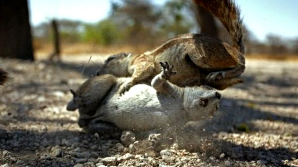 Foto: Cand veveritele pleaca la razboi