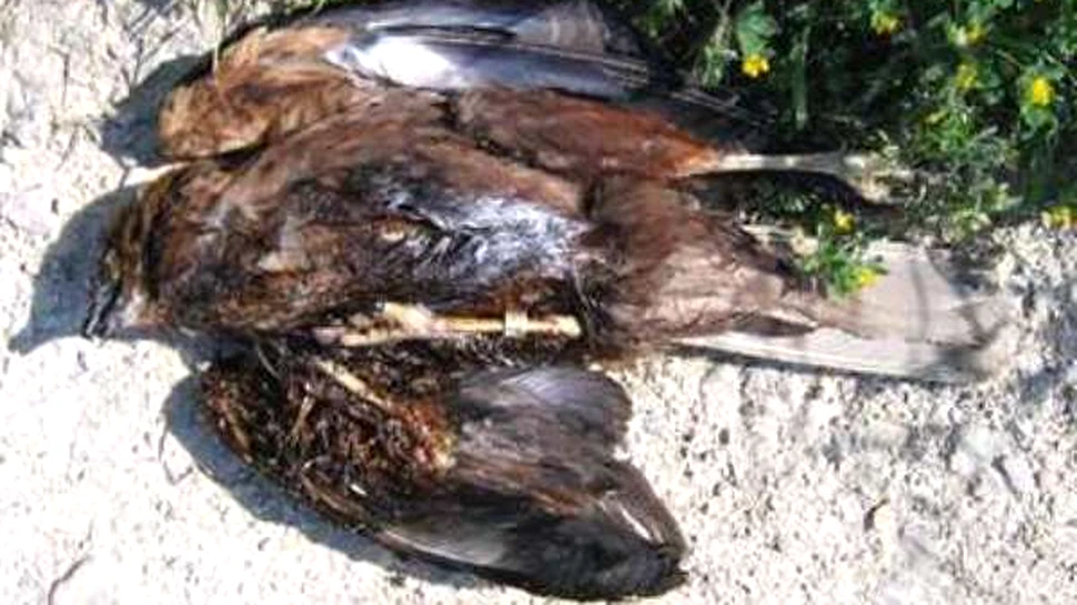 Masacrul pasarilor din Malta este condamnat international