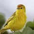 Păsările din Galapagos devin mai agresive din cauza zgomotului cauzat de trafic