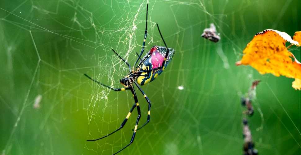 O nouă specie de păianjen ar putea coloniza întreaga Coastă de Est a Statelor Unite