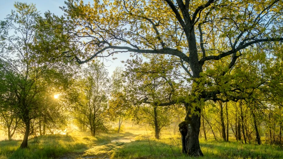 Cum va fi vremea în aprilie? Prognoza anunțată de meteorologi