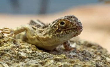 O reptilă văzută pentru ultima oară în 1969 a reapărut în Australia
